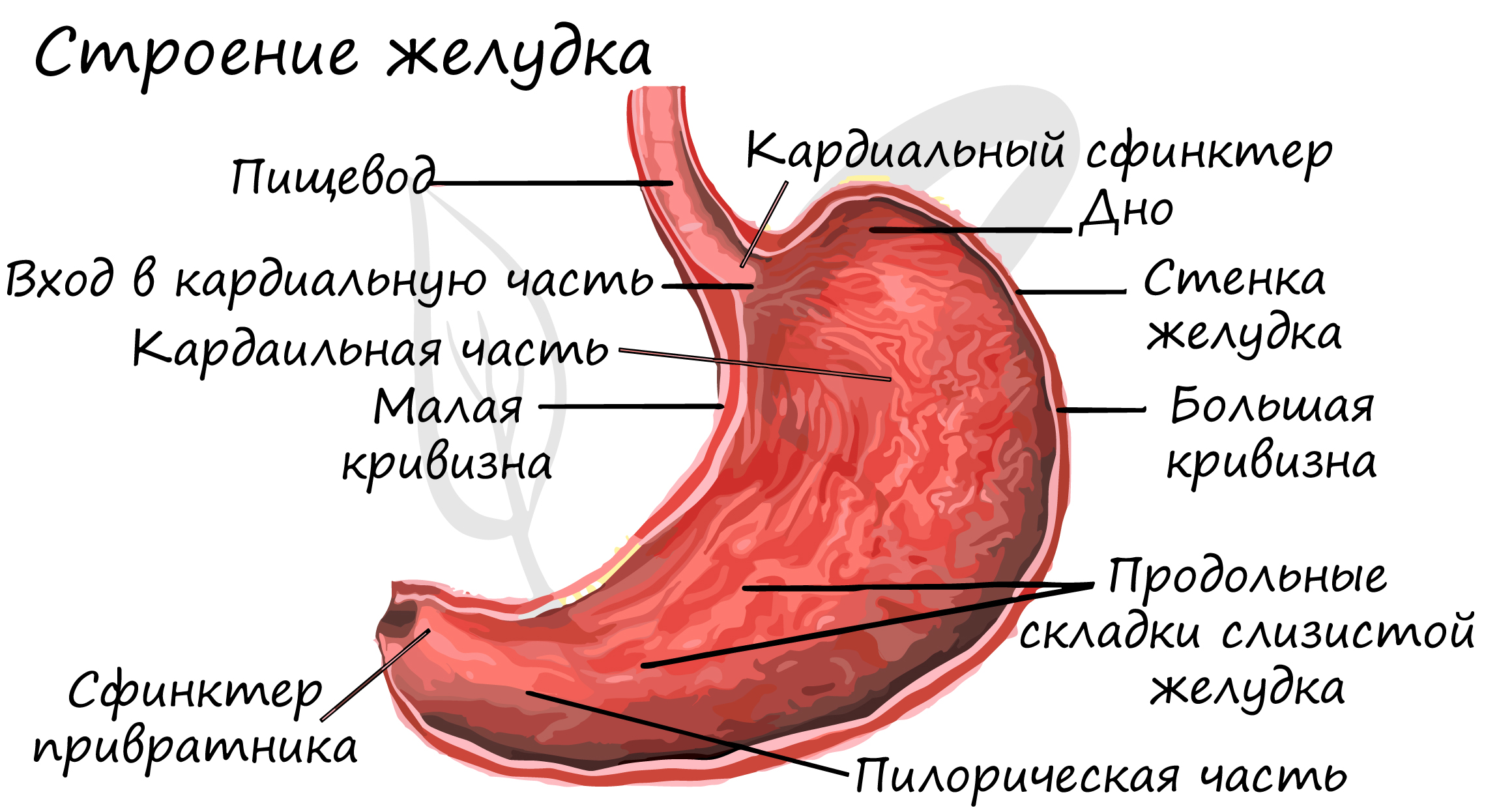 Строение желудка 8 класс. Отделы желудка. Складки пилорической части желудка. Строение желудка человека.