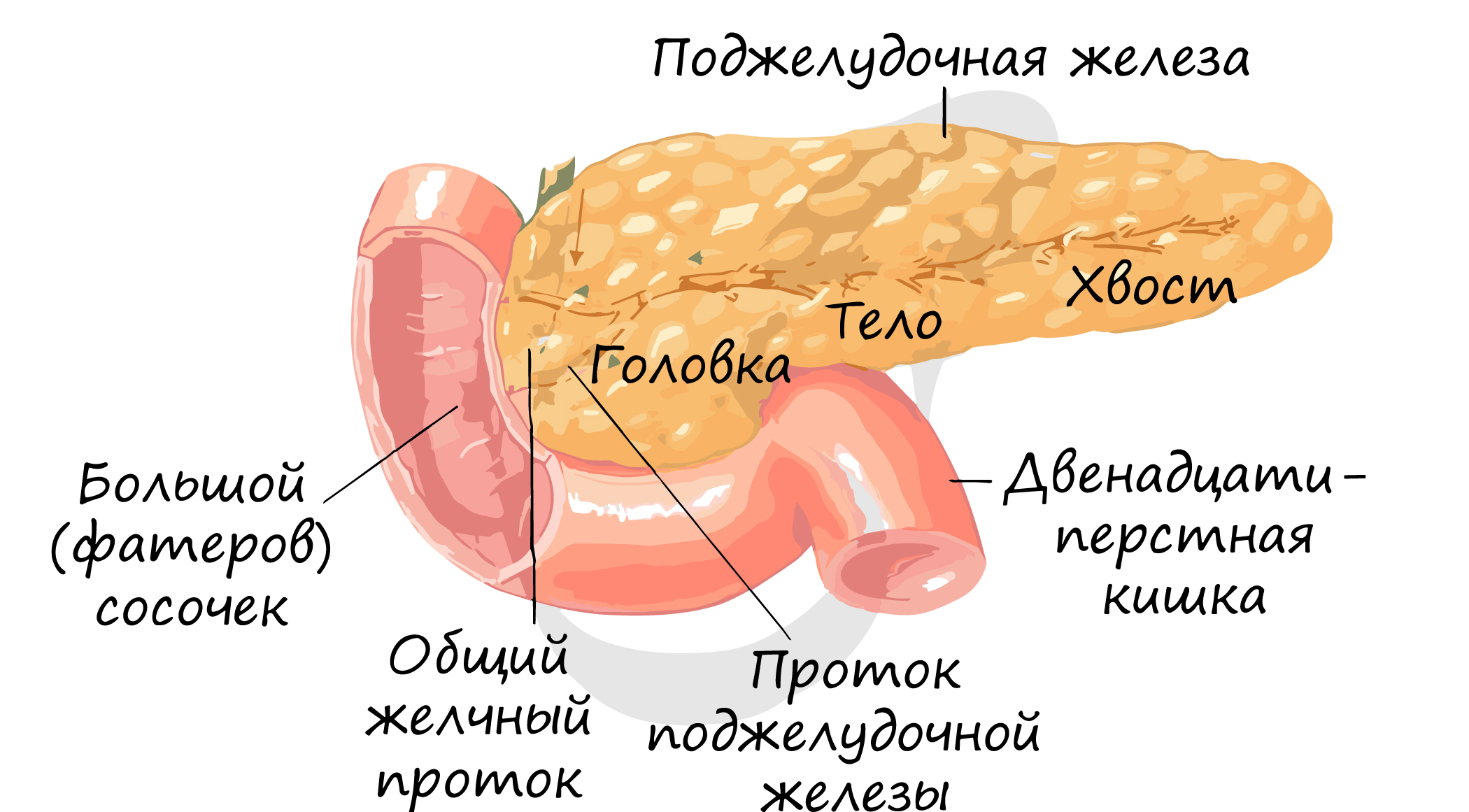 Протоки поджелудочной железы. Панкреатический проток поджелудочной железы. Главный проток поджелудочной железы.