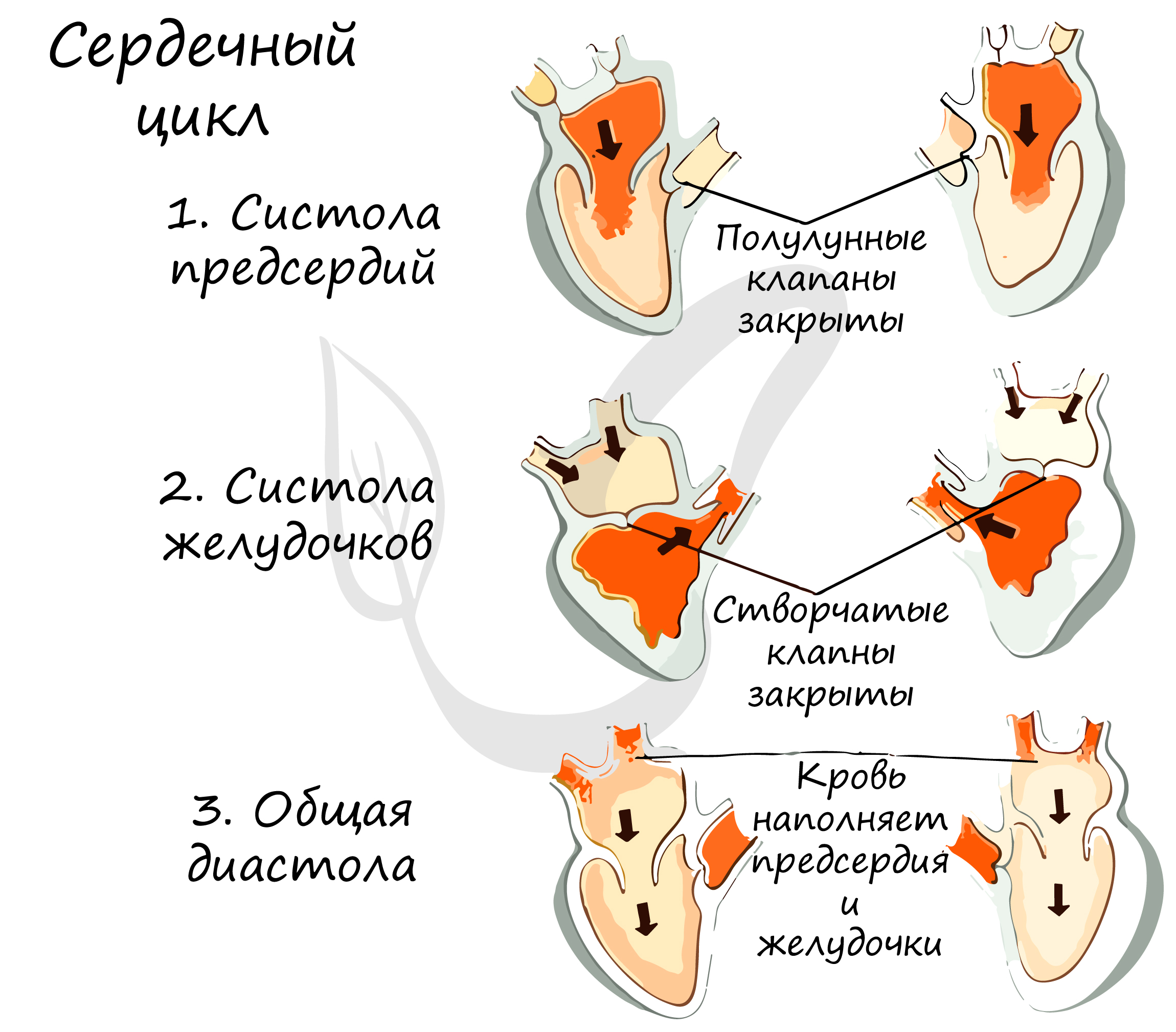 Систола левого предсердия. Последовательность фаз сердечного цикла. Фаза сердечного цикла систола желудочков. Фазы сердечного цикла схема. Сердечный цикл таблица физиология.