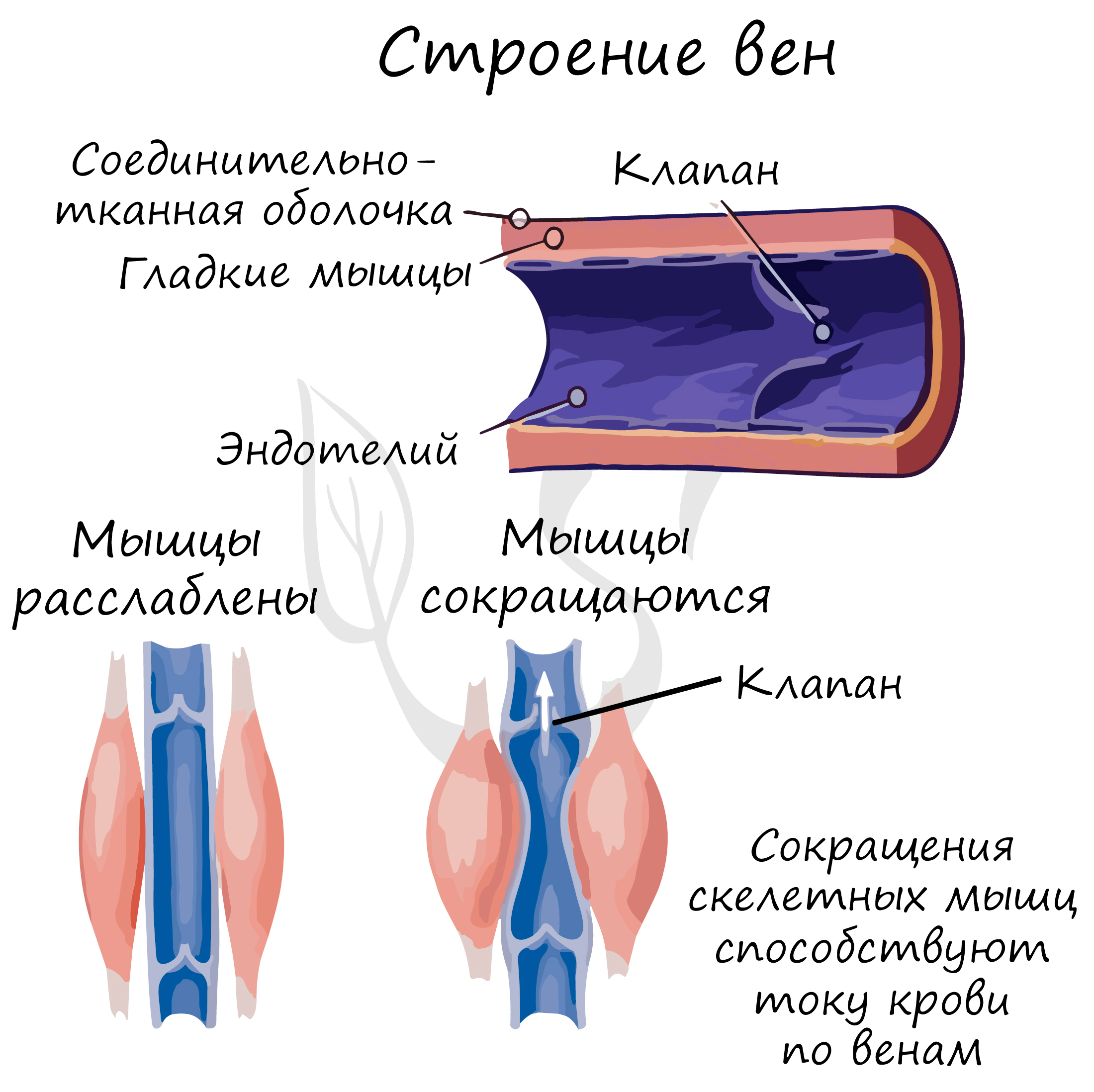 Клапаны имеют артерии и вены. Строение клапанов вен. Строение венозного клапана. Строение вены.