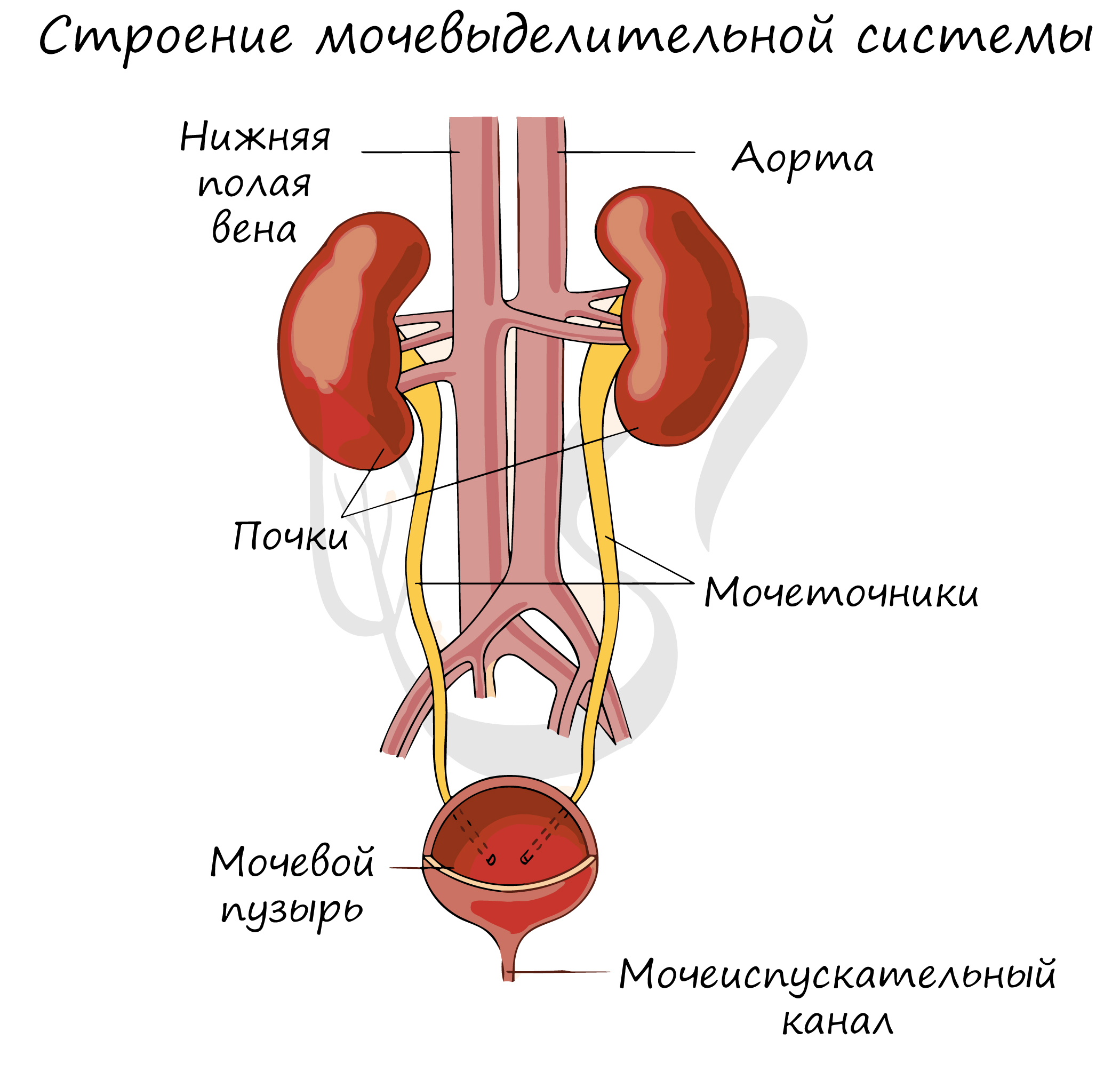 Мочевые органы мужчины