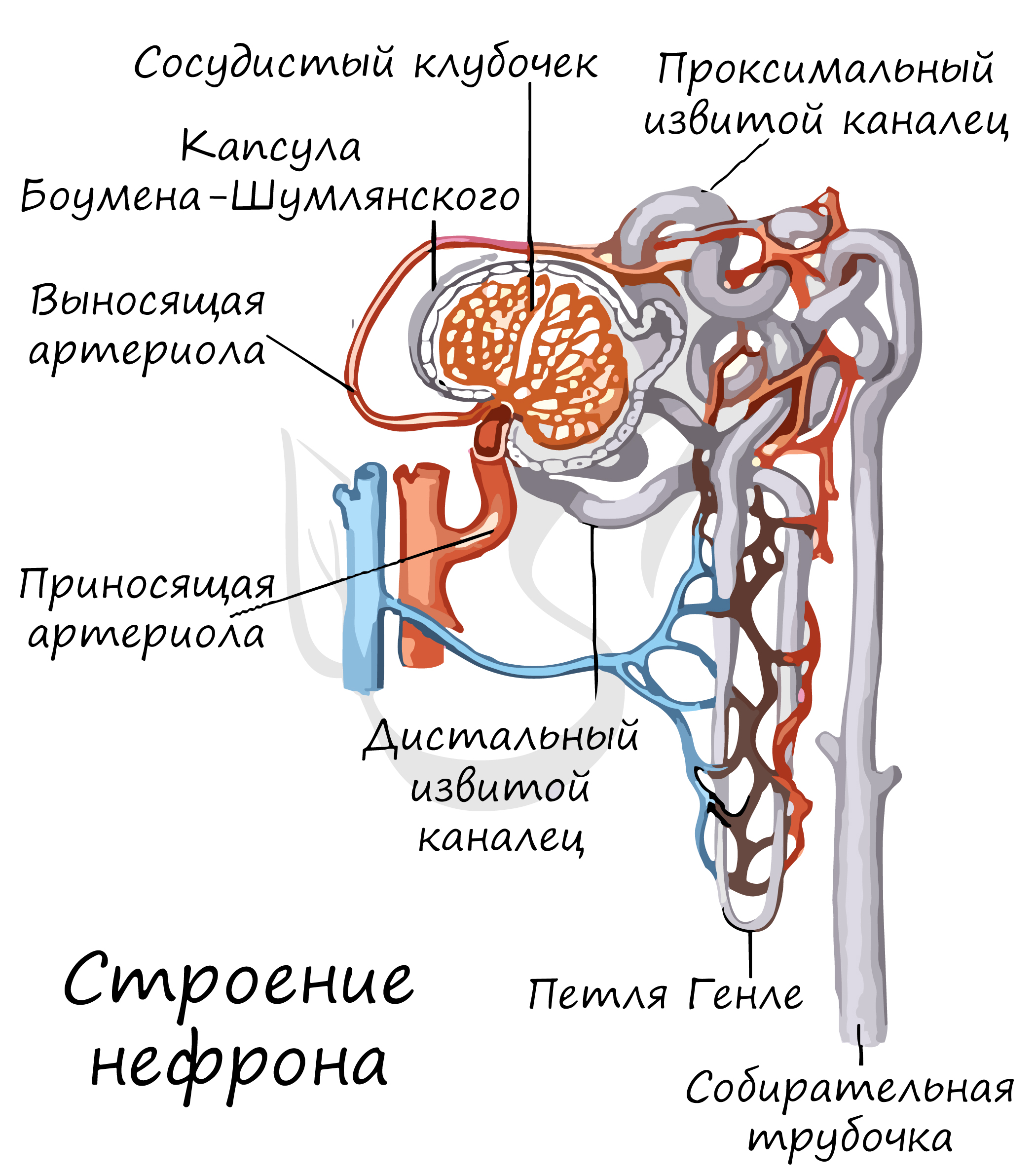 Где находятся капсулы нефрона. Выделительная система человека нефрон. Выносящая артериола нефрона. Мальпигиево тельце нефрона. Мочевыделительная система нефрон.