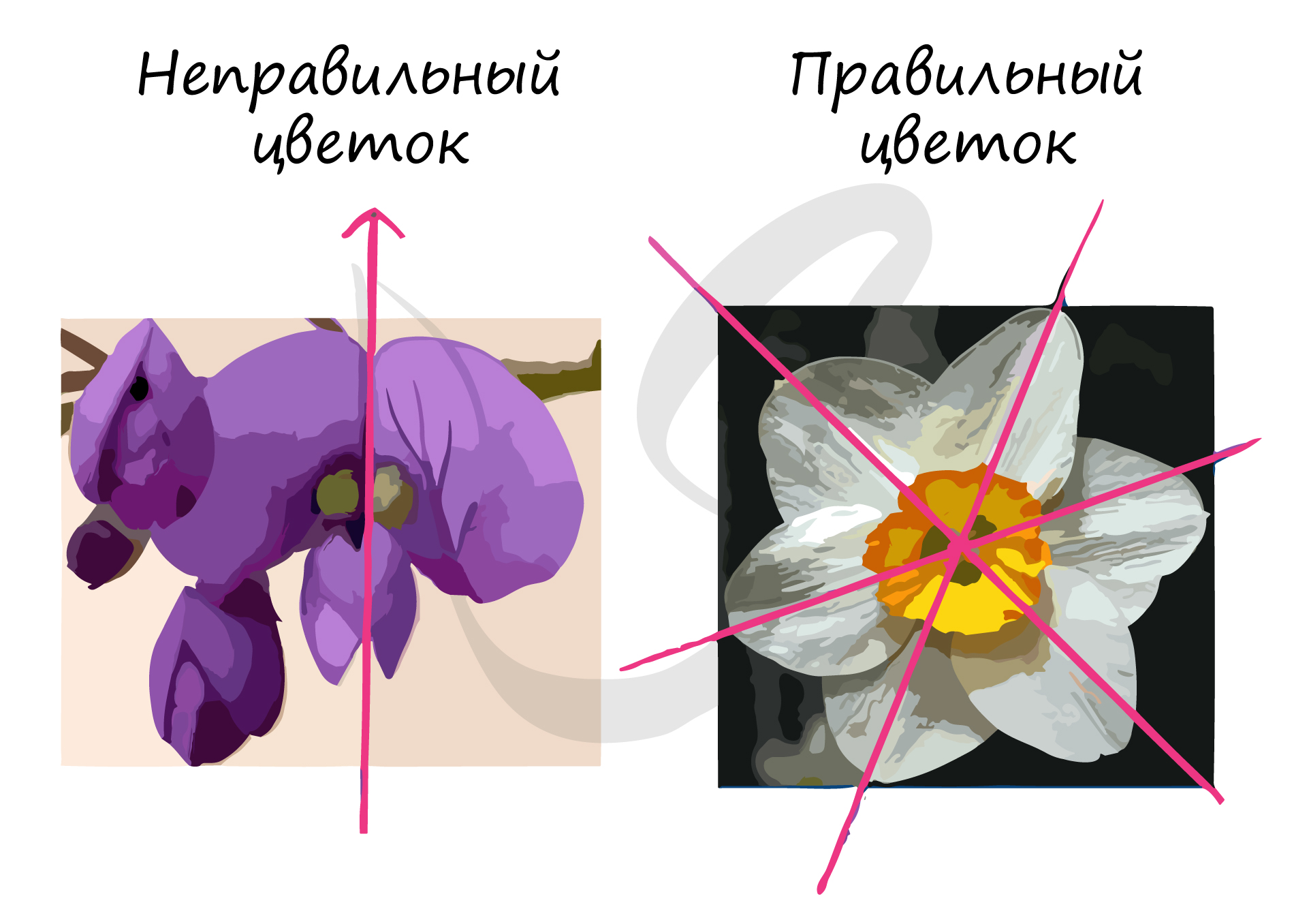 Цветок, подготовка к ЕГЭ по биологии