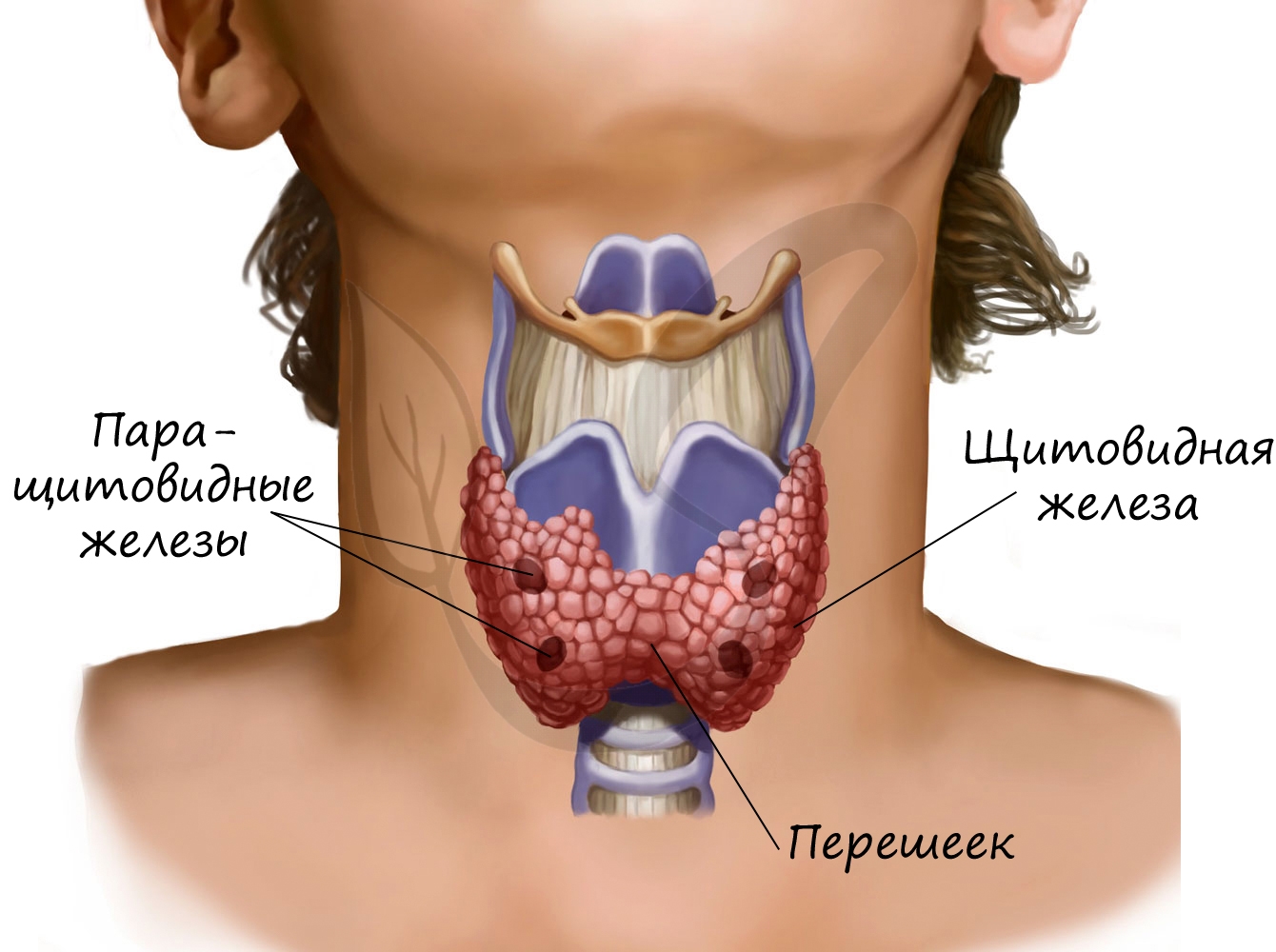 Образование перешейка щитовидной железы. Зоб щитовидная железа анатомия. Эутиреоз щитовидной железы. Эндемический зоб щитовидной железы.