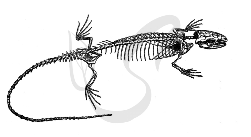 Задание ЕГЭ по биологии про вымершее животное, обитавшее 30-38 млн лет назад