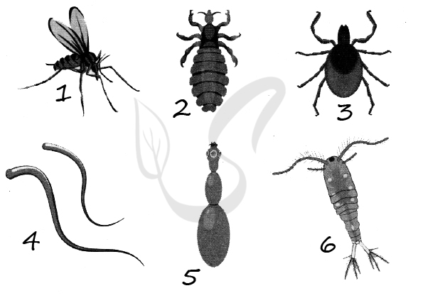 Черви ЕГЭ картинки. Насекомые рисунок ЕГЭ. Скелет насекомые ЕГЭ. Насекомые ЕГЭ биология. Тест черви егэ