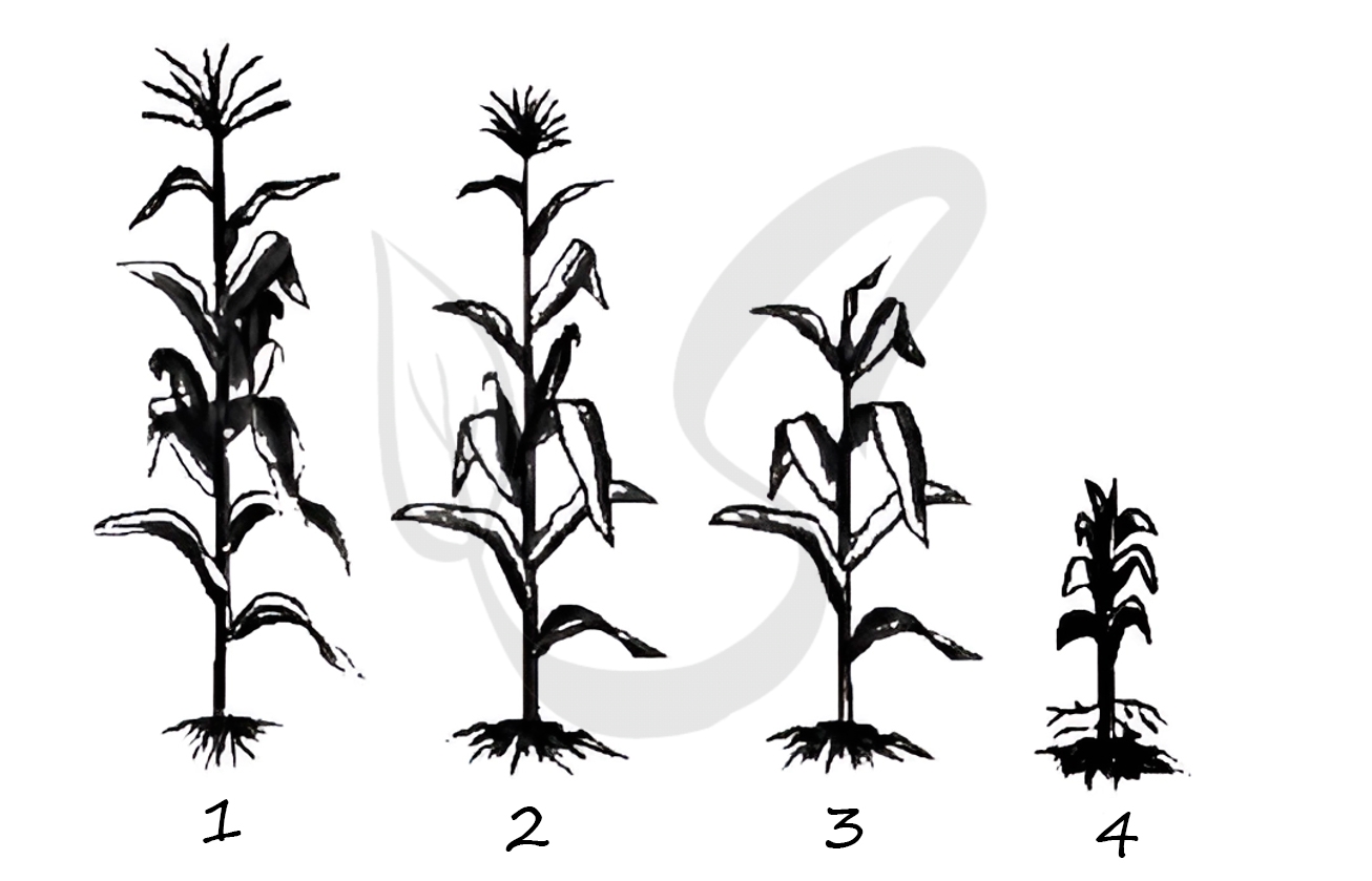 Растения кукурузы в зависимости от количества свинца в почве